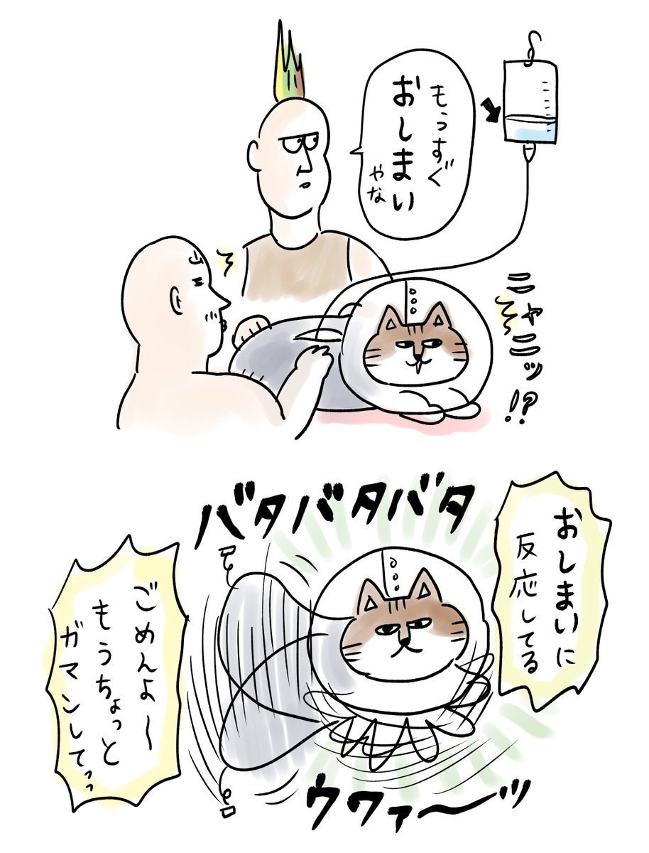 猫の闘病 応援日記②
点滴に慣れてきました! 