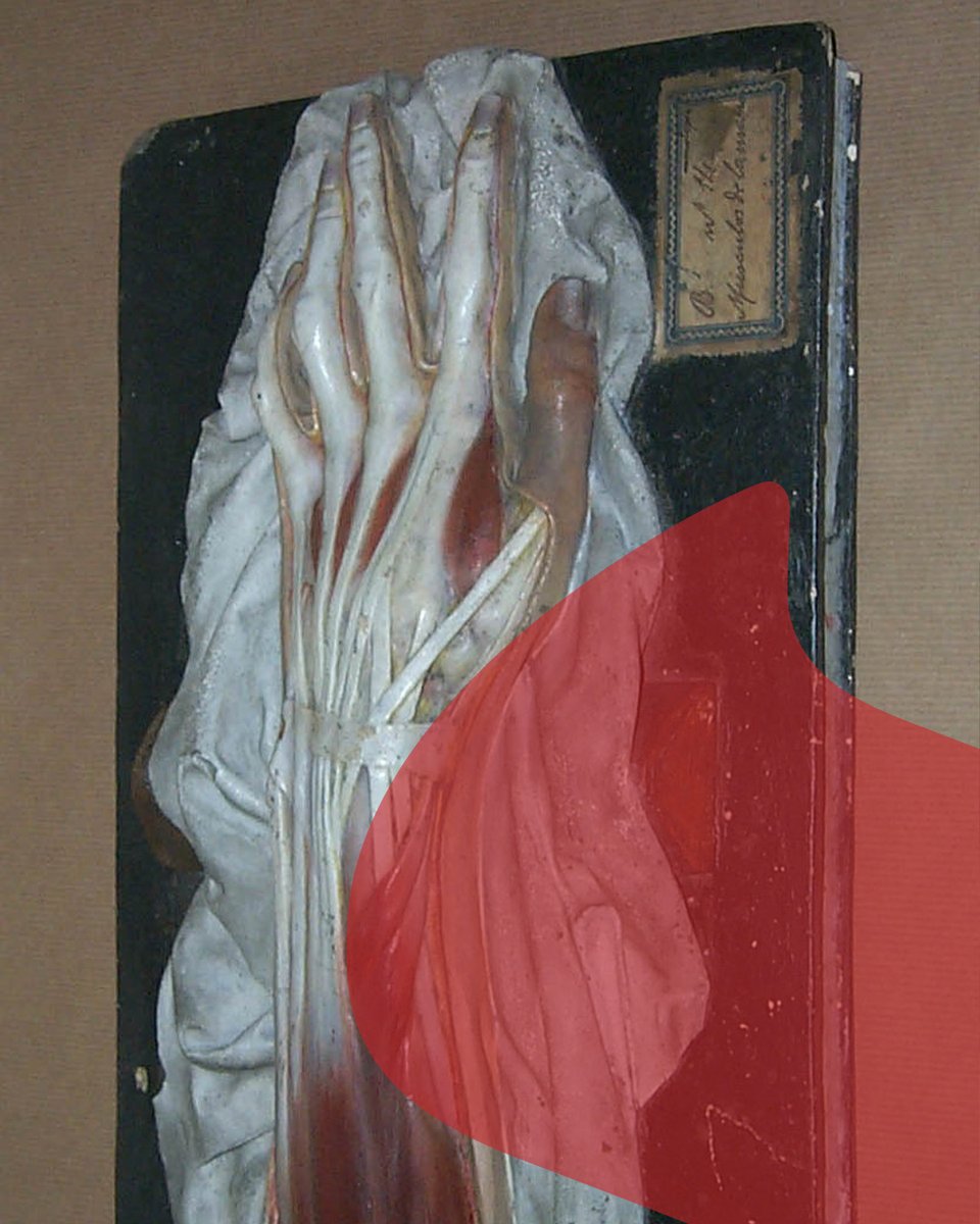 MHMedicinaCat's tweet image. 🧍♂️Les preparacions anatòmiques, naturals i artificials, normals i patològiques, presents al museu, realitzades en diferents materials, mostren el procés de consolidació del mètode expositiu, un caràcter pedagògic inequívoc de les sales de dissecció.
🔗ja.cat/iY4zJ