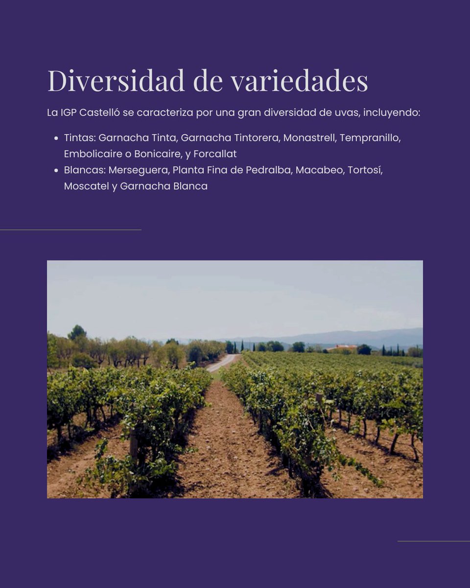 ¿Por qué elegir IGP Castelló? 🍷

🌱 Origen 100% Castellón
🏅 Compromiso con la calidad
🍇 Diversidad de variedades

#IGPCastelló #VinsDeLaTerra  #Enoturisme #Castelló #Castellón #vi #vino #bodegas #bodegasigpcastelló #bodegasigp