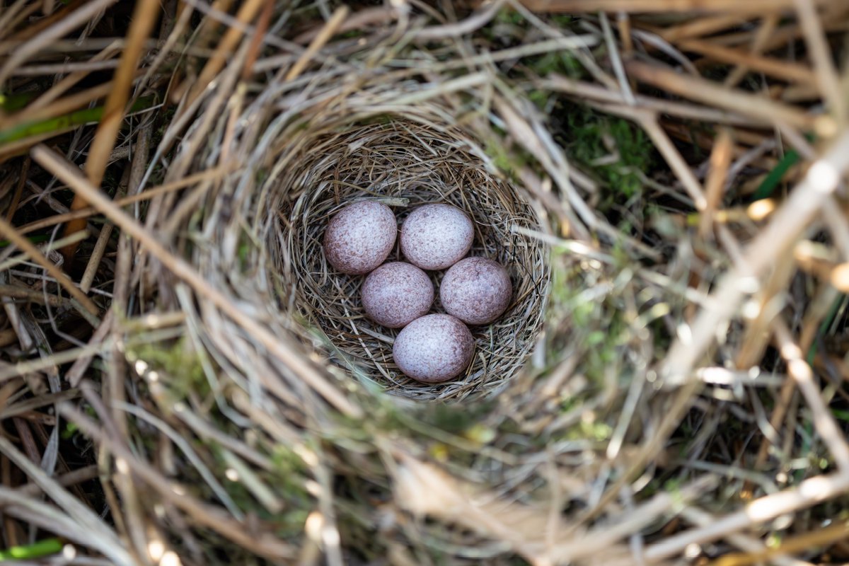A Grasshopper Warbler nest, deep within a rush tussock. With <a href="/BirderSouth/">South Shields Birder North East Breeding Birds</a>.

#NestRecordScheme