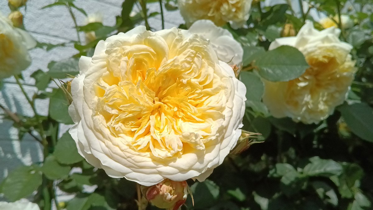 p8GH7DEh6G60245's tweet image. ☀五月晴れ

♡バラは見頃✨ 満開✨✨
これから咲く花 散り始めた花 忙しい

#ThePoetsWife ER.2014
#Pegasus ER.1995
#ThePilgrim ER.1987

🌹暑くなってきたので夕方に水やり

花柄摘み 不要枝の整理 花弁掃除💨💨

5月29日☀20.4℃💧69%🌀4.2m/s

#パパのGarden日誌