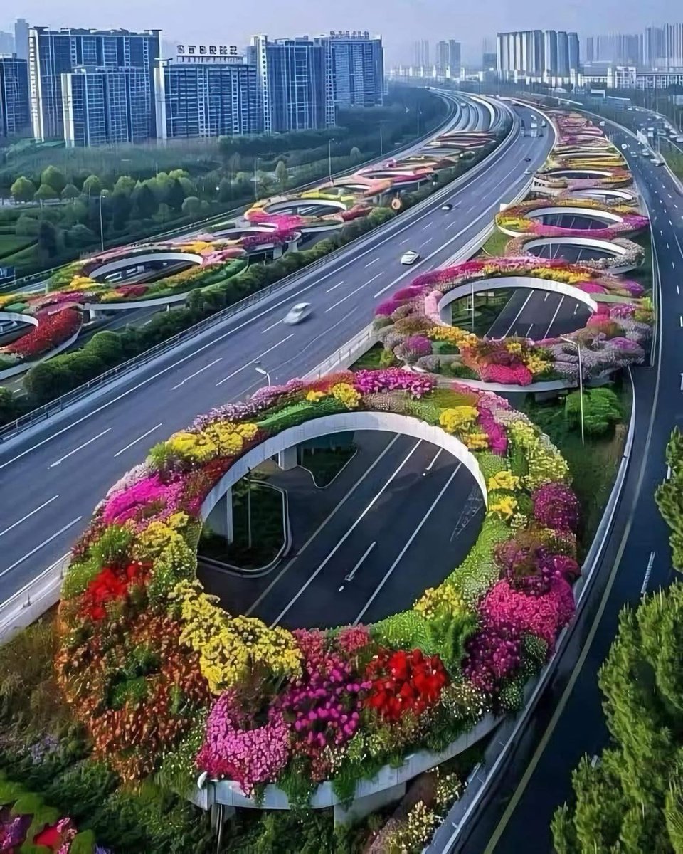Hangzhou's elevated highways have transformed into vibrant "sky flower corridors," captivating both locals and visitors alike. 

Spanning over 500 kilometres, these floral displays feature approximately 2.15 million rose plants across more than 40 varieties, creating a stunning