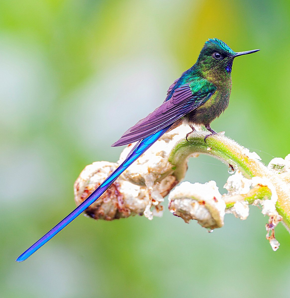 MarcGuyt's tweet image. The first thing I did after buying my 1st house in the early part of this century was taking 7 months non-paid leave.. including 2 months Ecuador. So many hummingbirds I wanted to see and take pictures.
My latest blog now online on @vogelnieuws.
vogelbescherming.nl/actueel/berich…