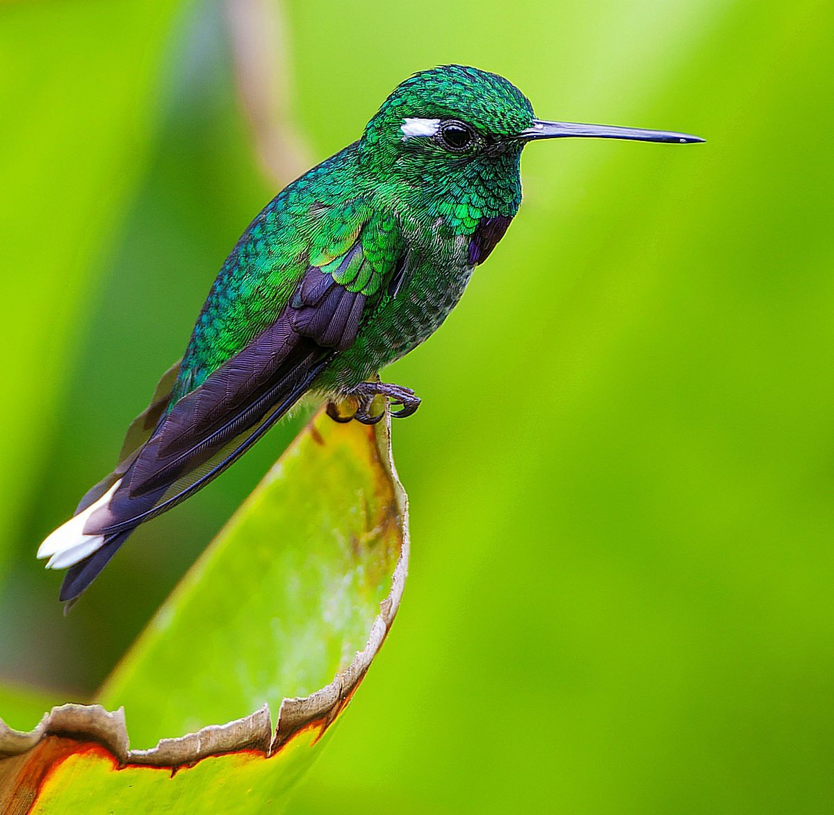 MarcGuyt's tweet image. The first thing I did after buying my 1st house in the early part of this century was taking 7 months non-paid leave.. including 2 months Ecuador. So many hummingbirds I wanted to see and take pictures.
My latest blog now online on @vogelnieuws.
vogelbescherming.nl/actueel/berich…
