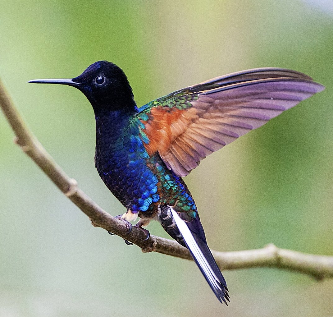 MarcGuyt's tweet image. The first thing I did after buying my 1st house in the early part of this century was taking 7 months non-paid leave.. including 2 months Ecuador. So many hummingbirds I wanted to see and take pictures.
My latest blog now online on @vogelnieuws.
vogelbescherming.nl/actueel/berich…