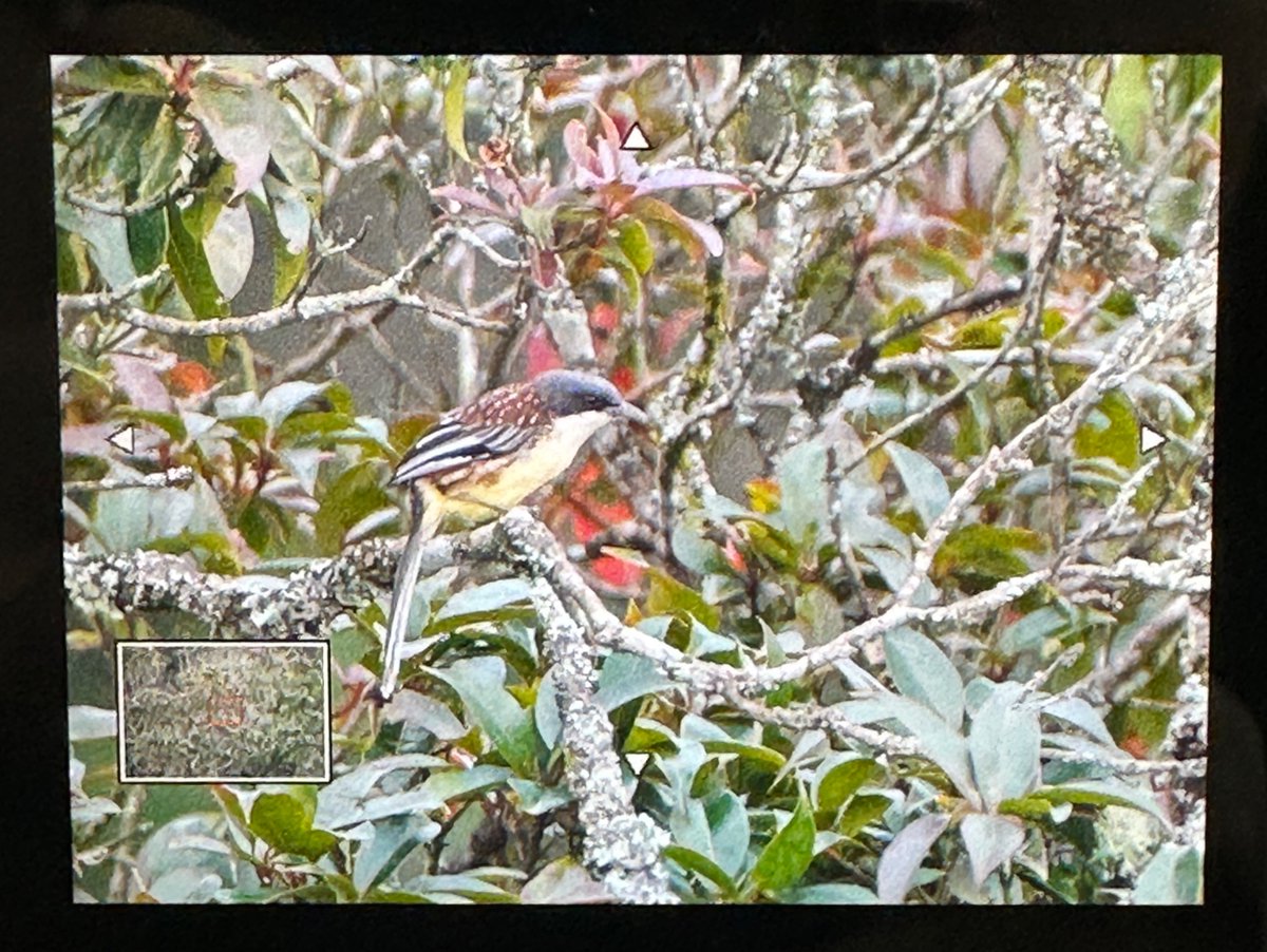 Best view of Spotted Crocias this morning!