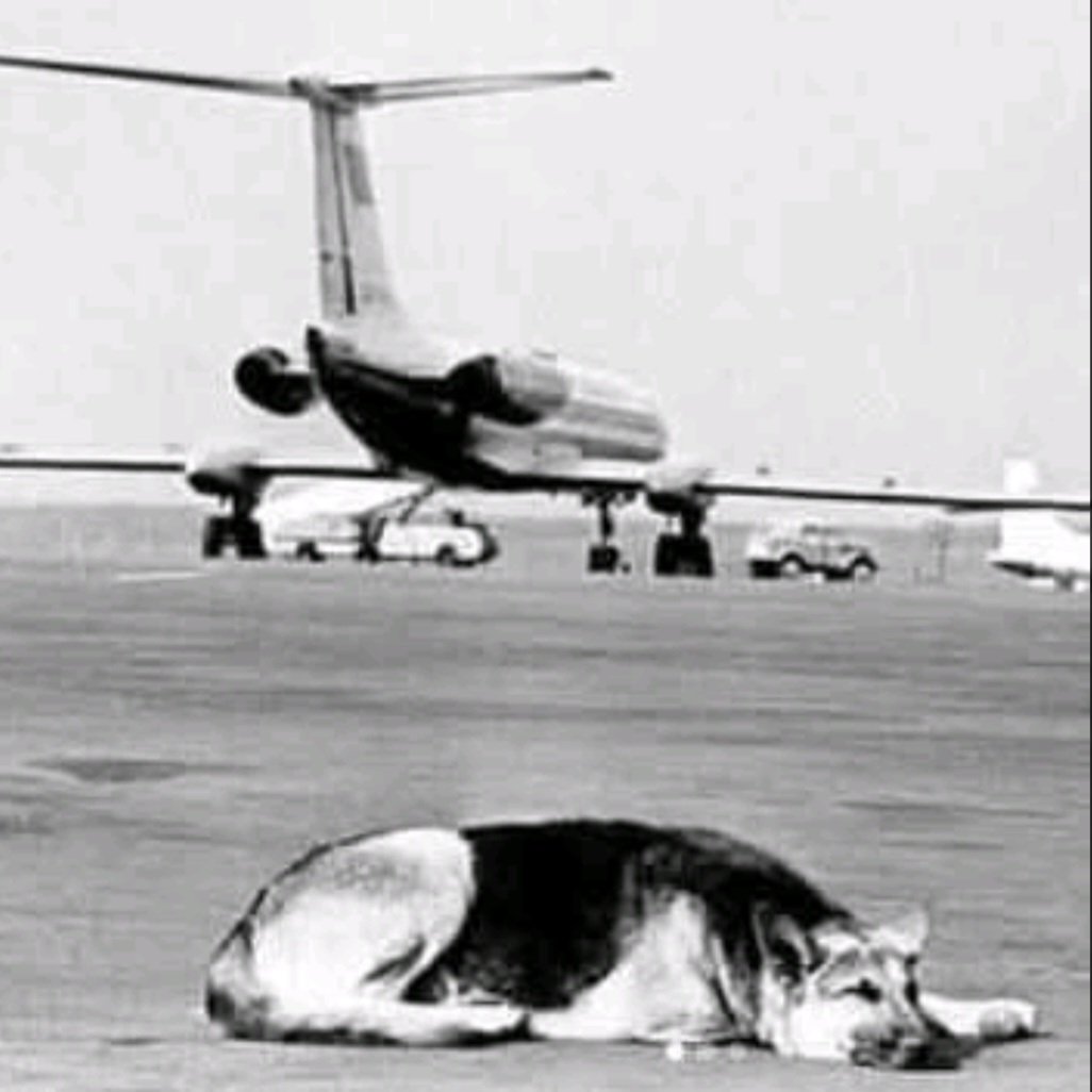Μεταξύ 1974 και 1976, στο αεροδρόμιο Vnukovo της Μόσχας, μια συγκινητική ιστορία άγγιξε τις καρδιές πολλών.
Ένας επιβάτης επρόκειτο να επιβιβαστεί σε αεροπλάνο ΙΙ-18 με προορισμό το Νορίλσκ, μαζί με τον πιστό σύντροφο του την Πάλμα, έναν γερμανικό ποιμενικό.. 
Παρόλο που είχε