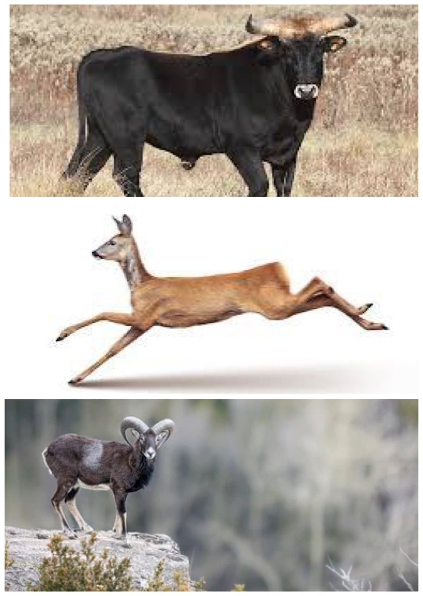 Måder som forskellige planteædere beskytter sig mod ulve på:

* Størrelse
* Fart
* At kunne klatre

I DK er der ingen bjerge at klatre i. Derfor kan får ikke overleve i naturen - de kan kun overleve, hvis naturen holdes ude af deres fold med indhegning. Det er fåreavlerens job.