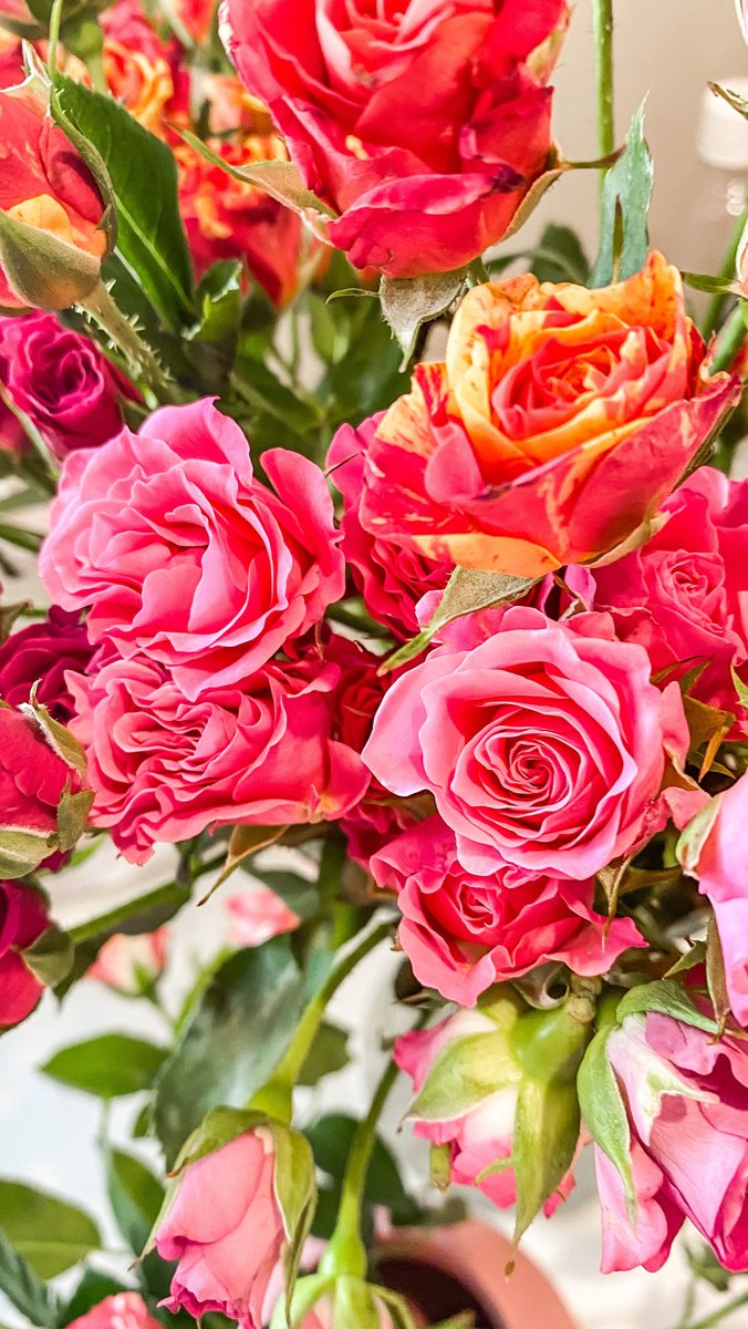 QHD_wallpapers's tweet photo. Image by: Studio Naae
#DownloadTheApp
https://t.co/nJBe1SRihR
#roses #flowers #plants #pink #Wallpix #photooftheday #beautiful #amazing #awesome #HDWallpapers #wallpapers #Download https://t.co/91Ix358SRl