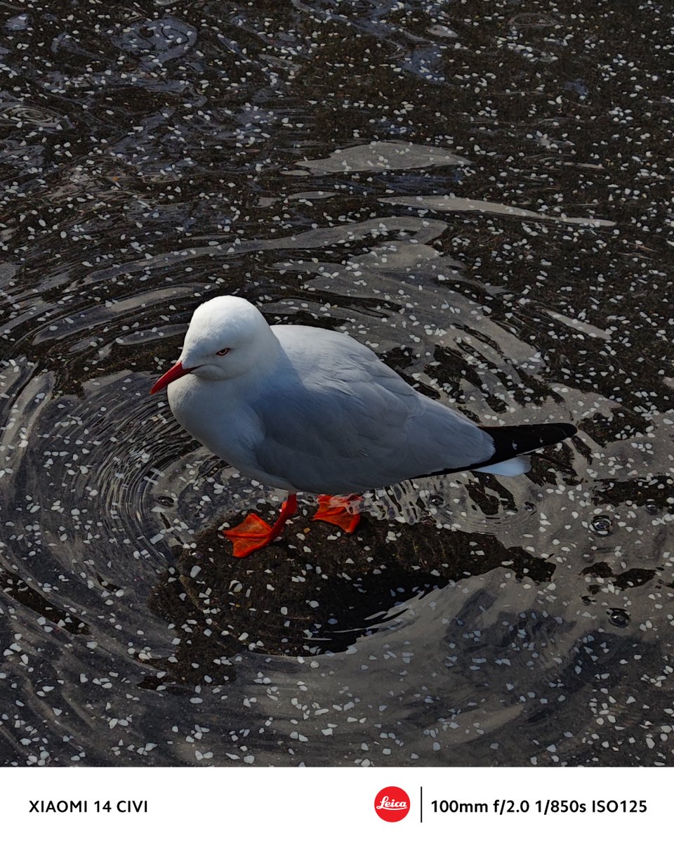 A bird. A perfect ripple. A frame frozen in time — captured on the #Xiaomi14CIVI, co-engineered with Leica.

Every reflection, every detail, every moment, in breathtaking Leica style.

🛒: bit.ly/Xiaomi14CIVI
#CinematicVision #ShotOnXiaomi