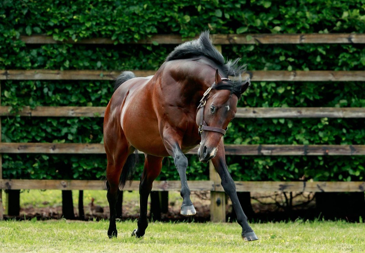 Calyx 2016 - 2025.

It is with great sadness that we announce the passing of Calyx yesterday afternoon. 
 
Read More: 🔗 bit.ly/45uNUHu