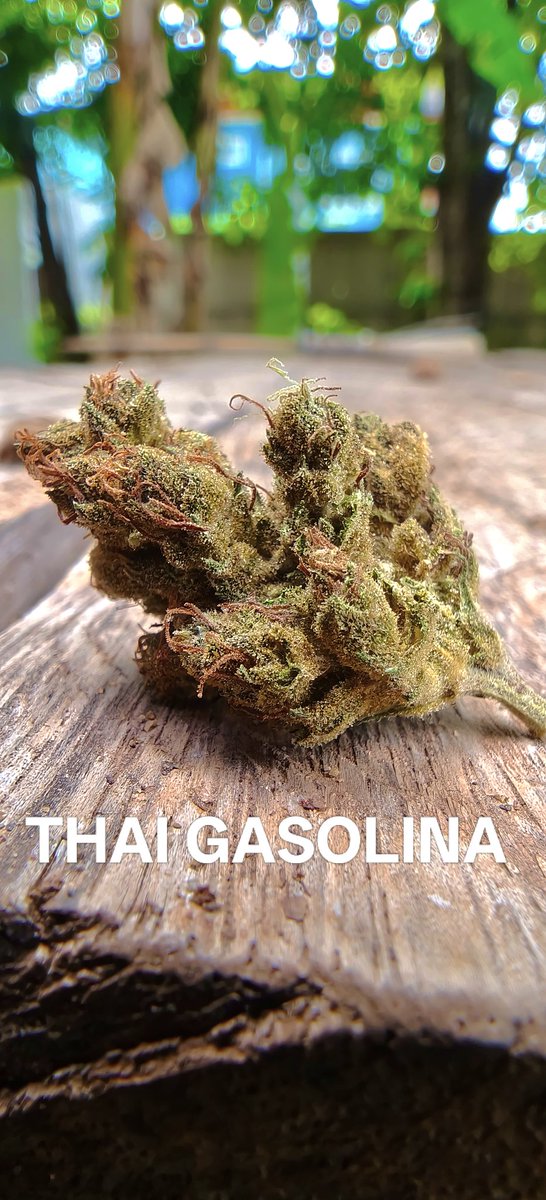 Thai Gasolina from Prempavee Farm