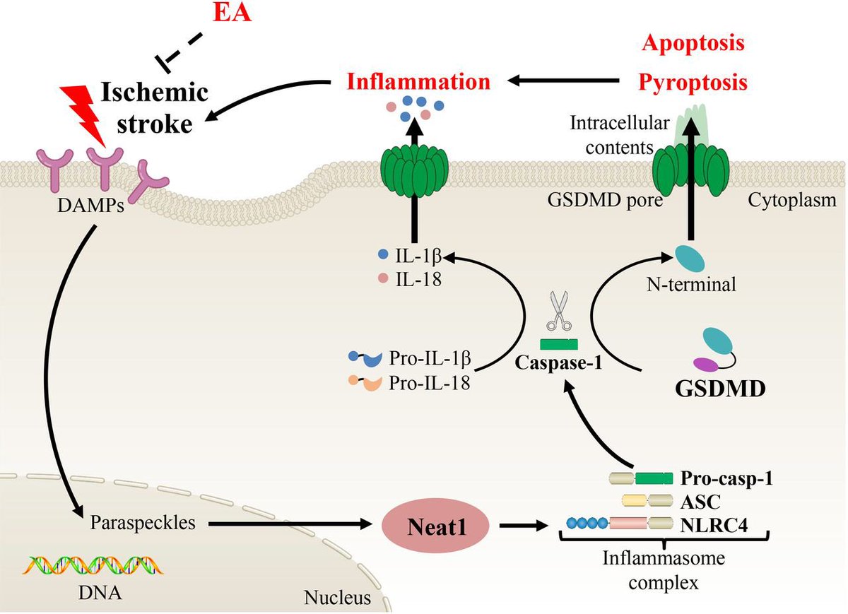 Electroacupuncture reduces neuroinflammation and neuronal pyroptosis via downregulating Neat1 in rats after stroke
svn.bmj.com/content/early/…