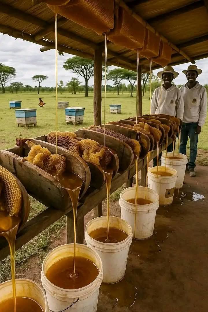 ikahendrix's tweet image. Tswang mo Bakgatleng ba mmanaana! 

Meanwhile Bakgatla ba mmanaana!