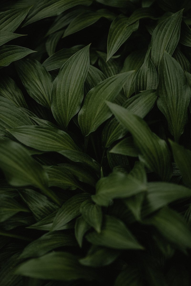 HDWallpapers265's tweet photo. Image by: Vasilina Sirotina
#DownloadTheApp
https://t.co/QEDScOxF9d
#Leaves #plants #Green #Black #wallpaper #photooftheday #beautiful #amazing #awesome #HDWallpapers #wallpapers #Download https://t.co/8wSEnneVB9