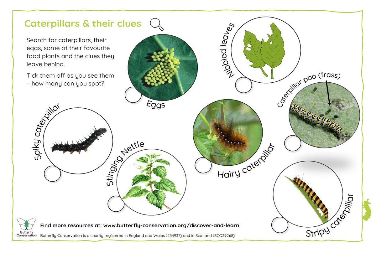 Fancy going on a caterpillar hunt this #HalfTerm? 🐛🔍

Caterpillars can be hard to spot, but try your luck with our top tips and see what clues they leave behind!

Download our caterpillar spotter sheet and find more activities here 👉 butrfli.es/3Ysa2N8