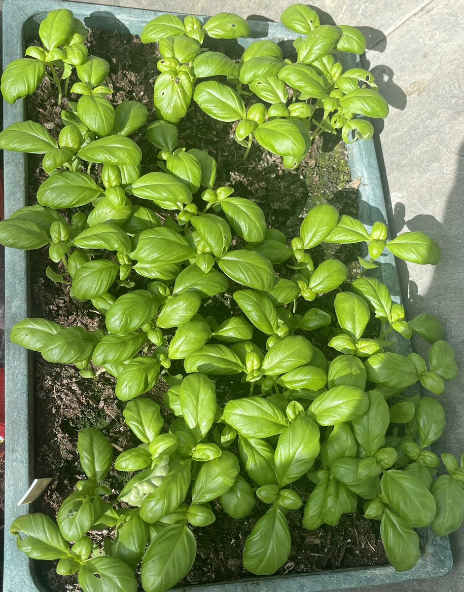 About to pot up  some #basil. 
Healthy looking. But my point is this was “out of date” #seed  
Seeds last longer than we are led to believe 
#allotment
#gyo 
#thrifty