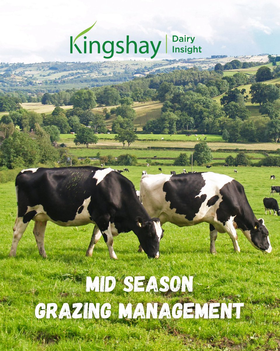 Take a look at our Mid-Season Grazing Management and Keeping Control of Grazing Farming Notes to help formulate a strategy to keep in control of your summer grazing.

Shop now: kingshay.com/shop/mid-seaso…