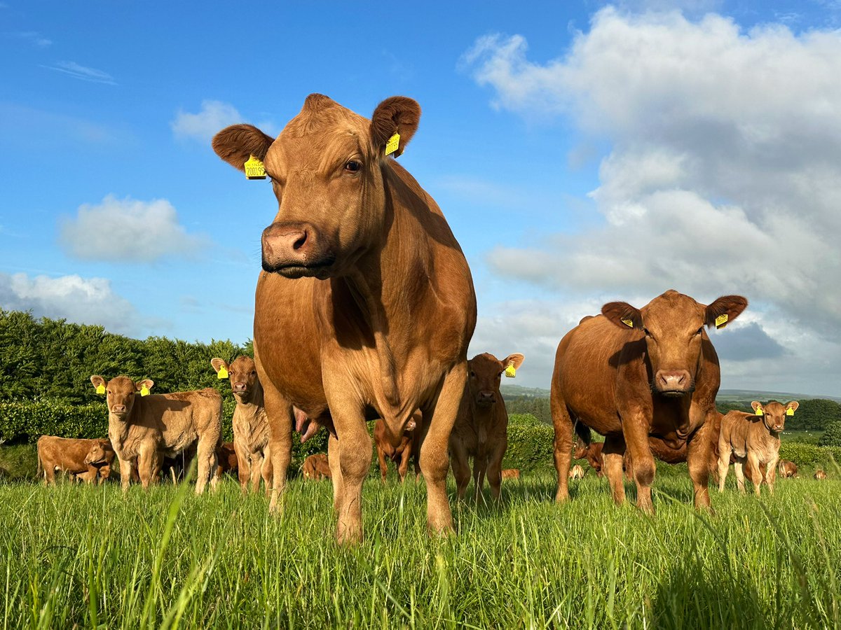 Our cows fertilise the grass, which feeds the insects, which feeds the birds. Livestock farming is something we all should support, don’t you agree?