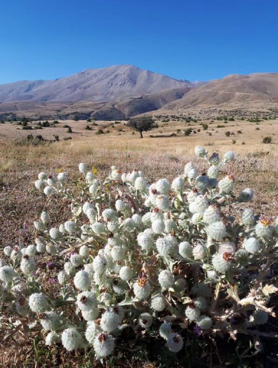 Merhaba  daha düne kadar ekilip biçilen şimdilerde artık terk
 edilmiş tarlalarda kuş uçmaz kervan geçmez olmuş bu yerler de Munzur Dağının yamacında öyle bir başına kalmışlık var.
İyilikle dolu günler olması dileğiyle tüm dostlara selamlar. 🌳🌻🌾