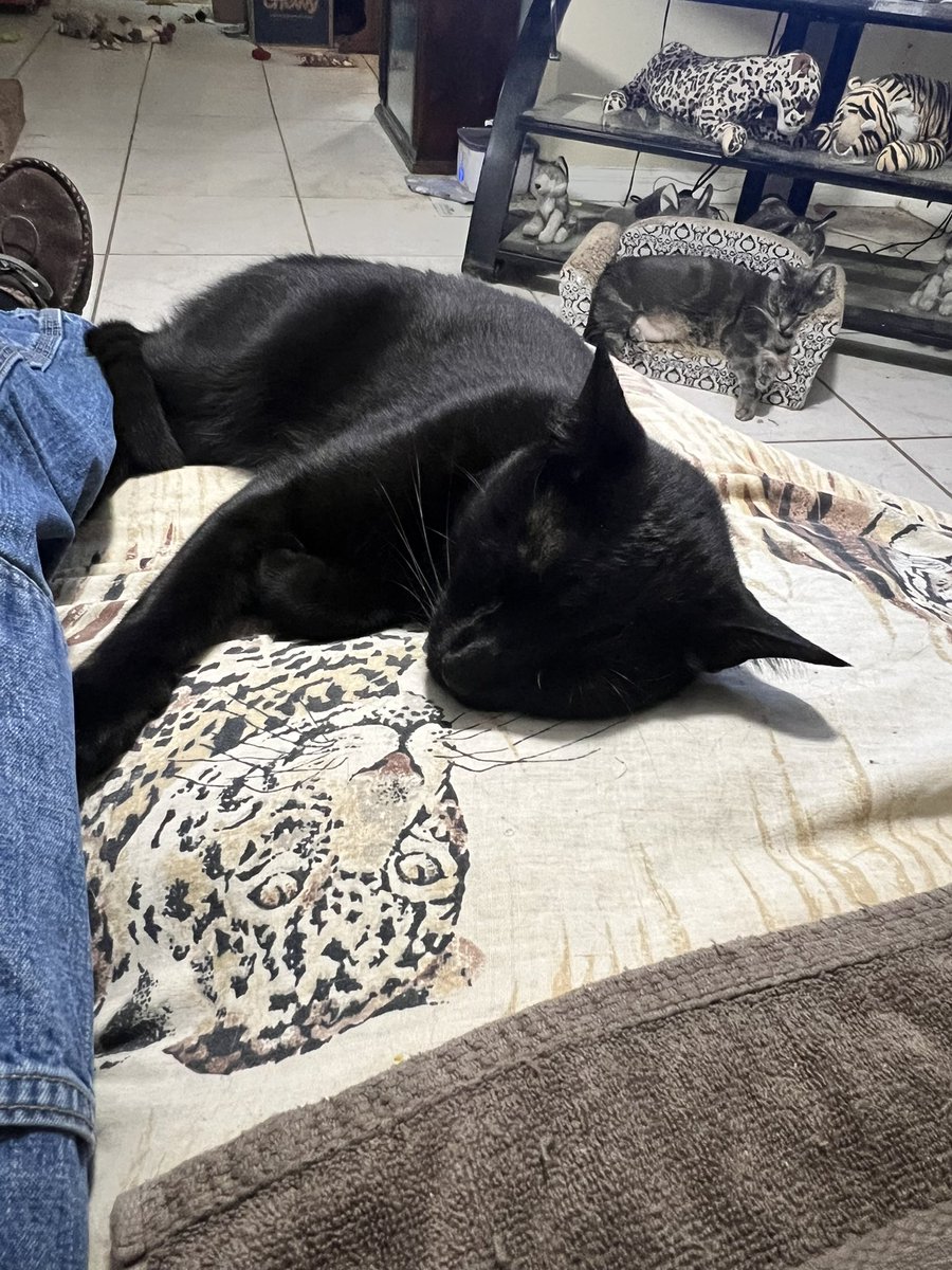 TBG: Two Years today I looked outside the family room window and saw this little Panfur Kitten looking inside at us, and now Phantom has grown into a big, beautiful boy, (annoying at times but very much loved) 🥰 
#GotchaDay 
#CatsOfTwitter 
#Panfur 
#Hedgewatch
#Mogwarts 
☮️💖😺