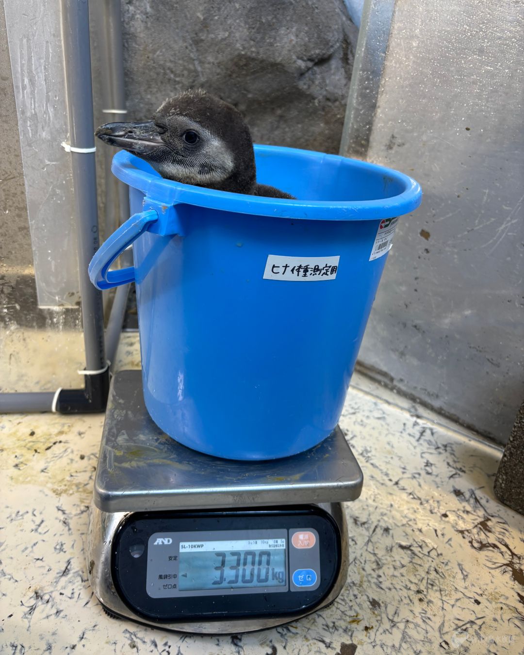 新江ノ島水族館 on X: 