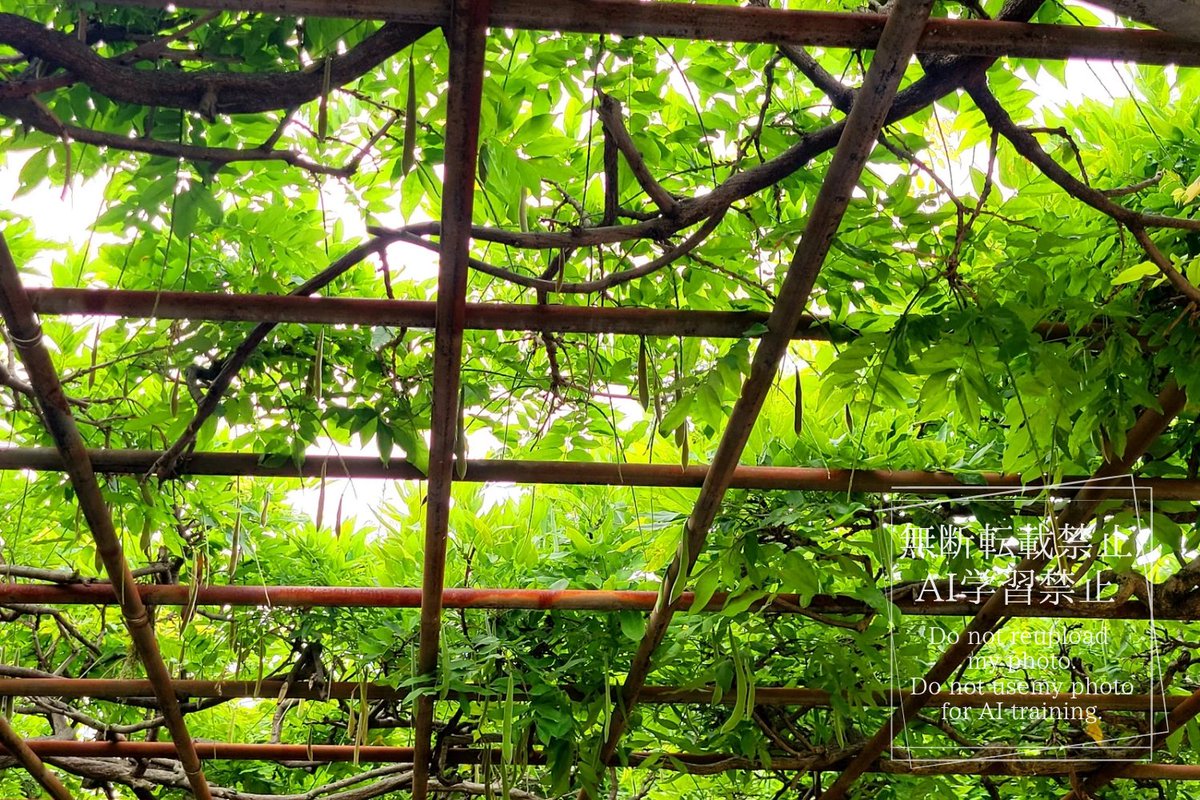 藤棚に大きな枝豆が
たくさん生ってました🌿

#スマホ写真
#写真好きな人と繋がりたい