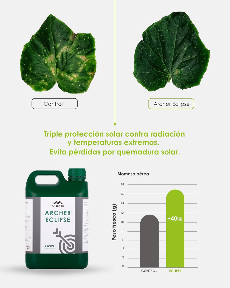 🌿 Con Archer® Eclipse, tus pepinos ganan un 40 % más de biomasa aérea. Protección eficaz contra quemaduras solares sin bloquear la fotosíntesis.

Más vigor, rendimiento y vida postcosecha🔗 Descúbrelo: atlanticaagricola.com/producto/arche…

#ArcherEclipse #ProtecciónSolar #AgriculturaNatural