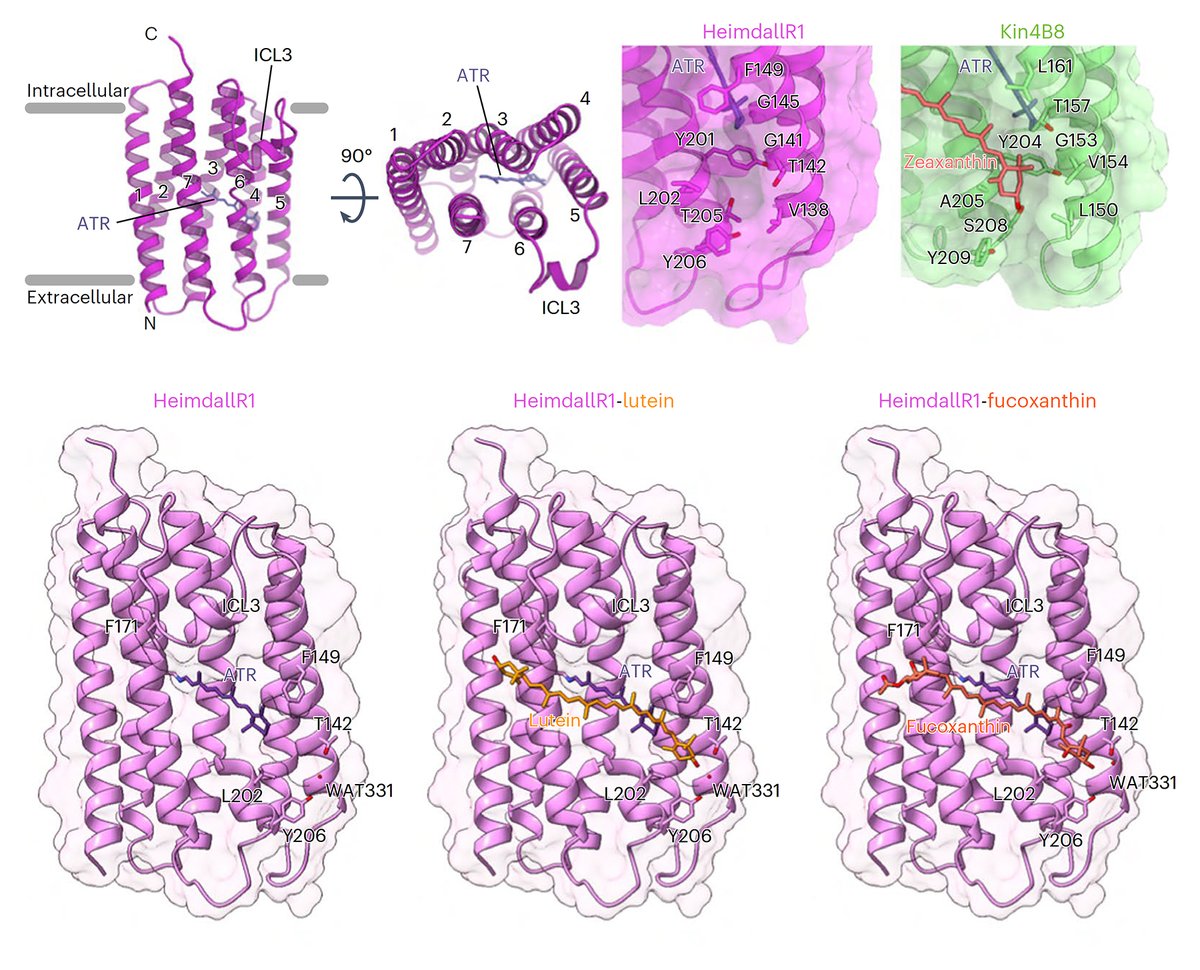 INOUE lab. (ISSP, Univ. Tokyo) (@labinoue) on Twitter photo Our new paper on HeimdallR, carotenoid-binding rhodopsin from Heimdall archaea—one of the closest species of eukaryotic ancestors—has been published in Nat. Microbiol.!📄✨This is a wonderful international collaboration!🌏(1/2)
nature.com/articles/s4156…
<a href="/NatureMicrobiol/">Nature Microbiology</a> #OpenAccess Our new paper on HeimdallR, carotenoid-binding rhodopsin from Heimdall archaea—one of the closest species of eukaryotic ancestors—has been published in Nat. Microbiol.!📄✨This is a wonderful international collaboration!🌏(1/2)
nature.com/articles/s4156…
<a href="/NatureMicrobiol/">Nature Microbiology</a> #OpenAccess
