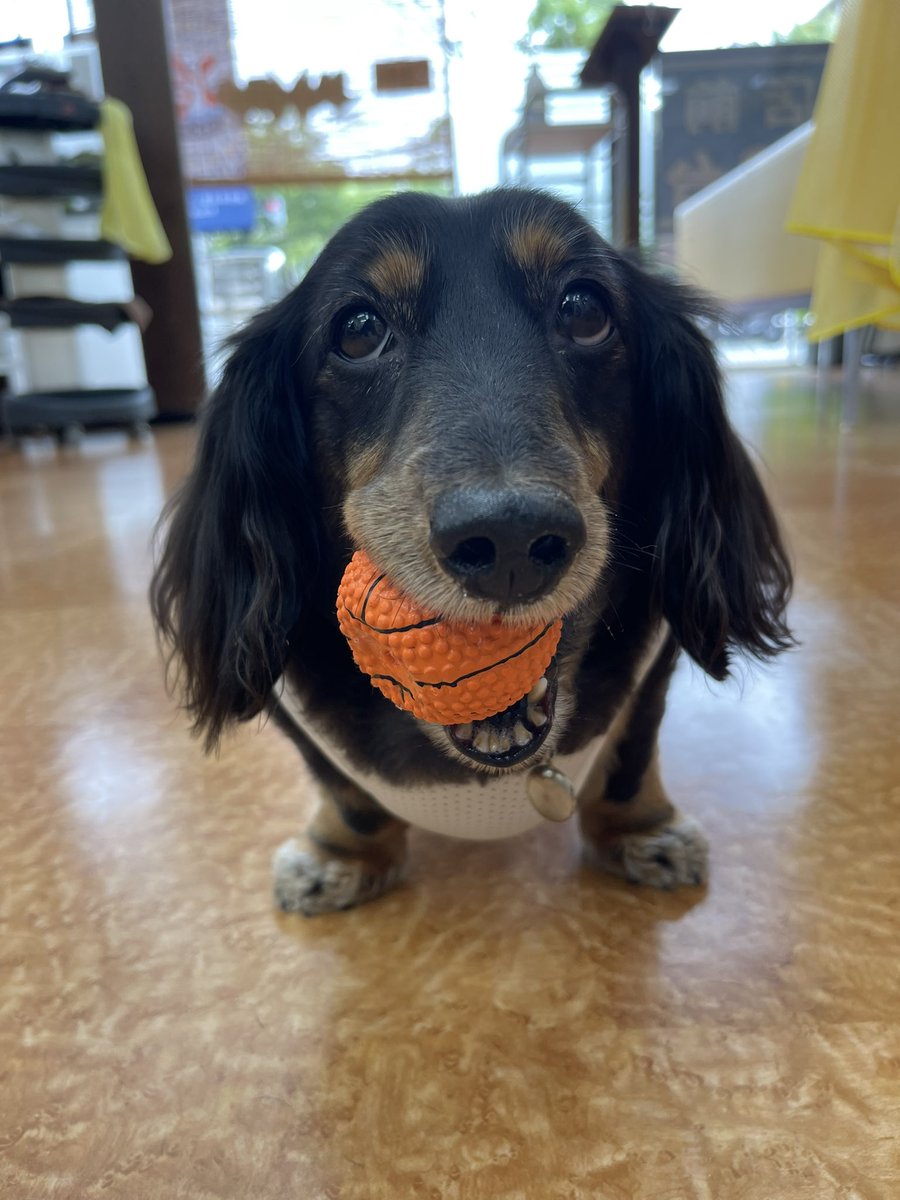 1日店長さん
頑張ったワン🐶ボールあそびしよう🏀🐾☆。.:＊・゜