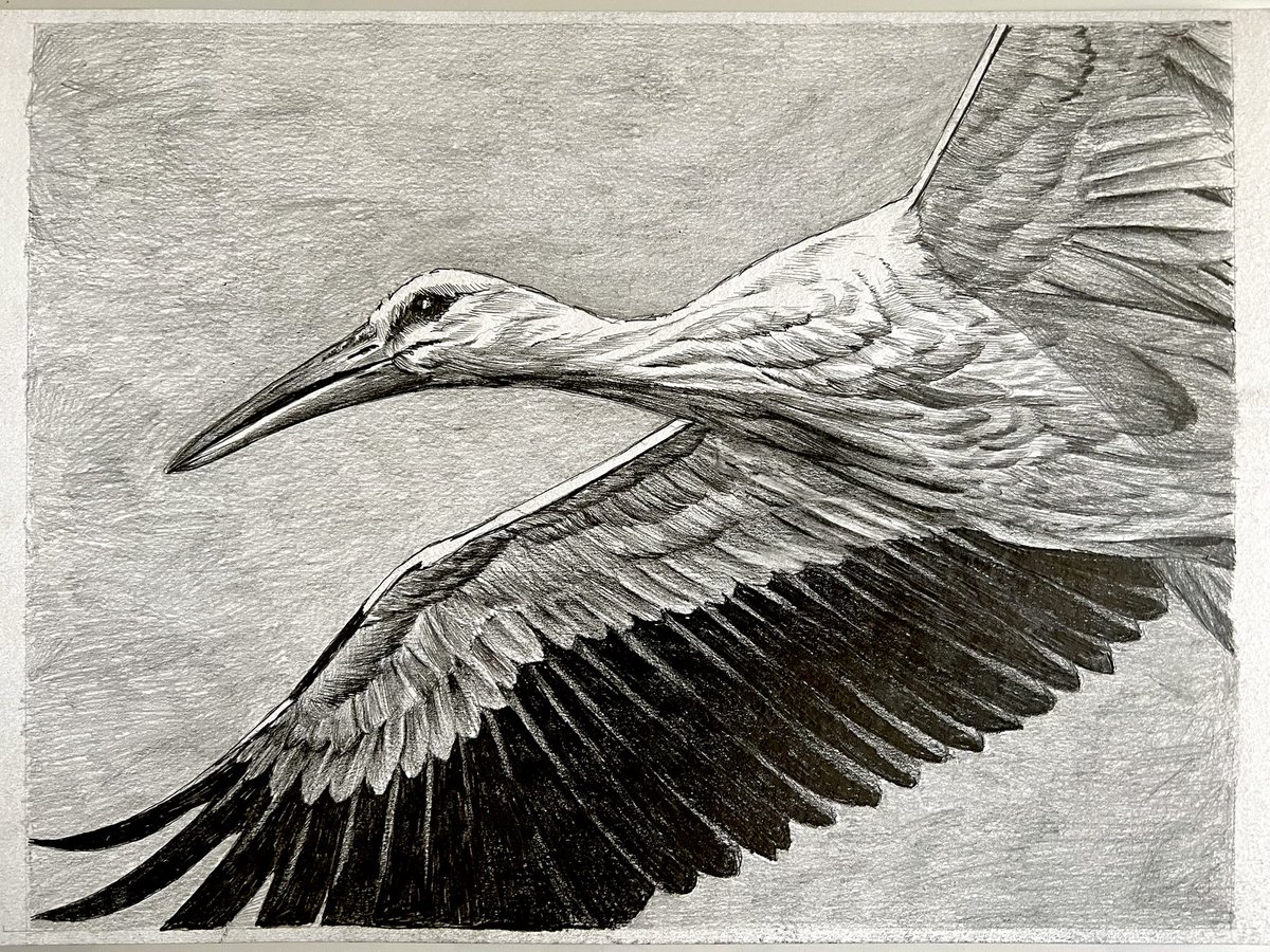 Tekening gemaakt. Het is een ooievaar.

‘Hemelvaart’
21,7 x 29 cm
Potlood op papier

Delen is lief.