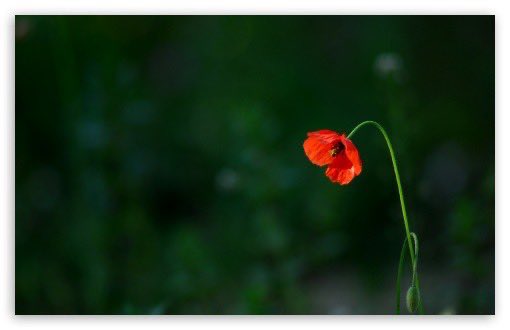 Remembering the brave and beautiful 
#MikePeters 🎙️🎸🏴󠁧󠁢󠁷󠁬󠁳󠁿 whose funeral will take place today. 💔
#LoveHopeStrength
#TotallyFree 
#RIP ✌🏼 

#TheAlarm
‘The Stand’ (Prophecy) 

‘Come roll out the red carpet, 
Come bugler sound the horn 
Cause the hero is returning
Gotta welcome him