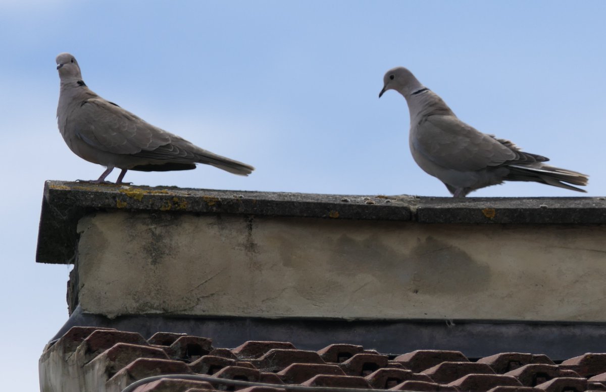 Nesquik1962's tweet photo. A fly by, everyone flees. I'm looking for the Crow or Magpie but no. We have a pair of #CollardDoves touring the neighbourhood obviously my birds didn't recognise them as a none threat. PS he's desperate to get jiggy with her. https://t.co/FNaYiKWvTs