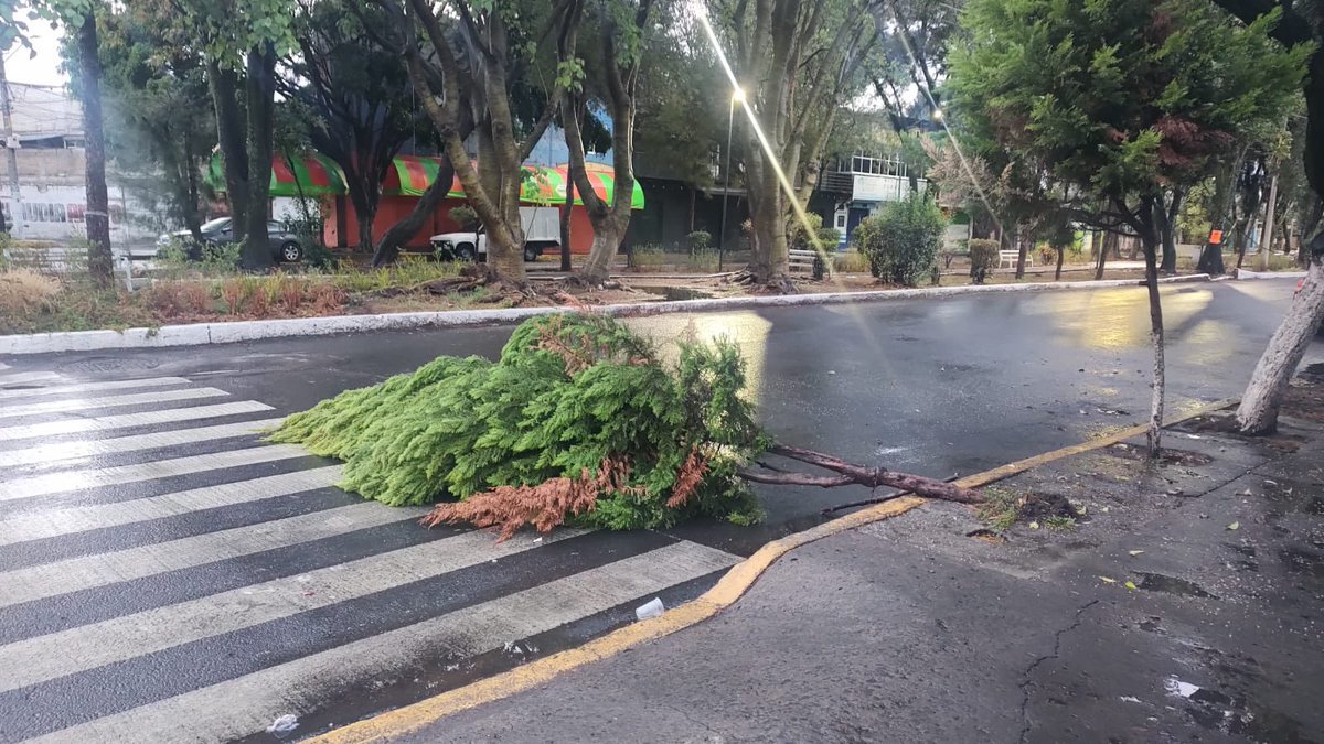 CiudActivos's tweet image. Tengan precaución al circular por Av de las Torres, árbol caído en esquina con Peñarol colonia Arboledas del Sur @TlalpanAl