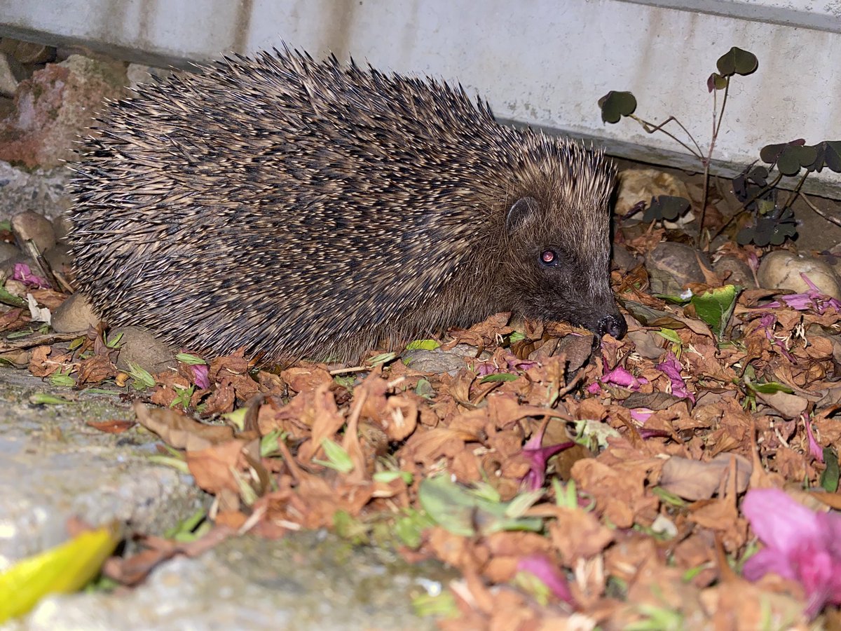 This little nightly visitation is the only thing cheering me up at the moment ❤️🦔
#hedgehog