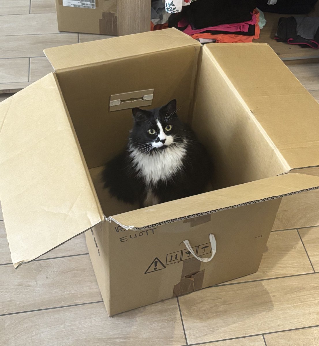 Pas facile de faire les cartons avec un chat 🥵