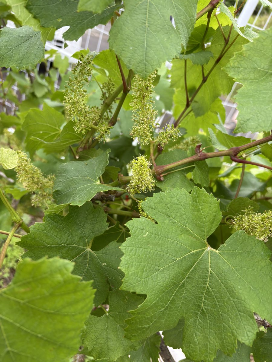 PyreneanVillage's tweet photo. ワイン🍷ぶどう🍇もすくすく成長中
4枚目はエビヅルの花
このまま育ちますように
お世話頑張ります♪
#greatpyrenees  #グレートピレニーズ　#ピレ村　#ワイナリー　#葡萄🍇 https://t.co/kqIowi1KIF