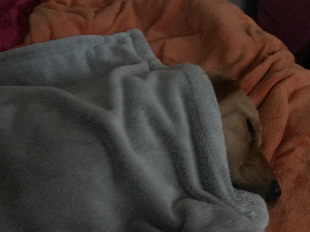CGA de Cuenca (@cgacuenca) on Twitter photo ¡Guau, 🐾 SOY NALA, una perrita muy feliz de Cuenca. Quiero contarles que visité el Hospital Municipal de la Mascota y ¡me esterilizaron! 🎉
Ahora me siento genial, corro como el viento, juego todo el día, cuido mi hogar y duermo cuando quiero.
<a href="/OrellanaCarlos_/">CARLOS ORELLANA</a> <a href="/PRENSAVirtual_/">PRENSA Virtual</a> ¡Guau, 🐾 SOY NALA, una perrita muy feliz de Cuenca. Quiero contarles que visité el Hospital Municipal de la Mascota y ¡me esterilizaron! 🎉
Ahora me siento genial, corro como el viento, juego todo el día, cuido mi hogar y duermo cuando quiero.
<a href="/OrellanaCarlos_/">CARLOS ORELLANA</a> <a href="/PRENSAVirtual_/">PRENSA Virtual</a>