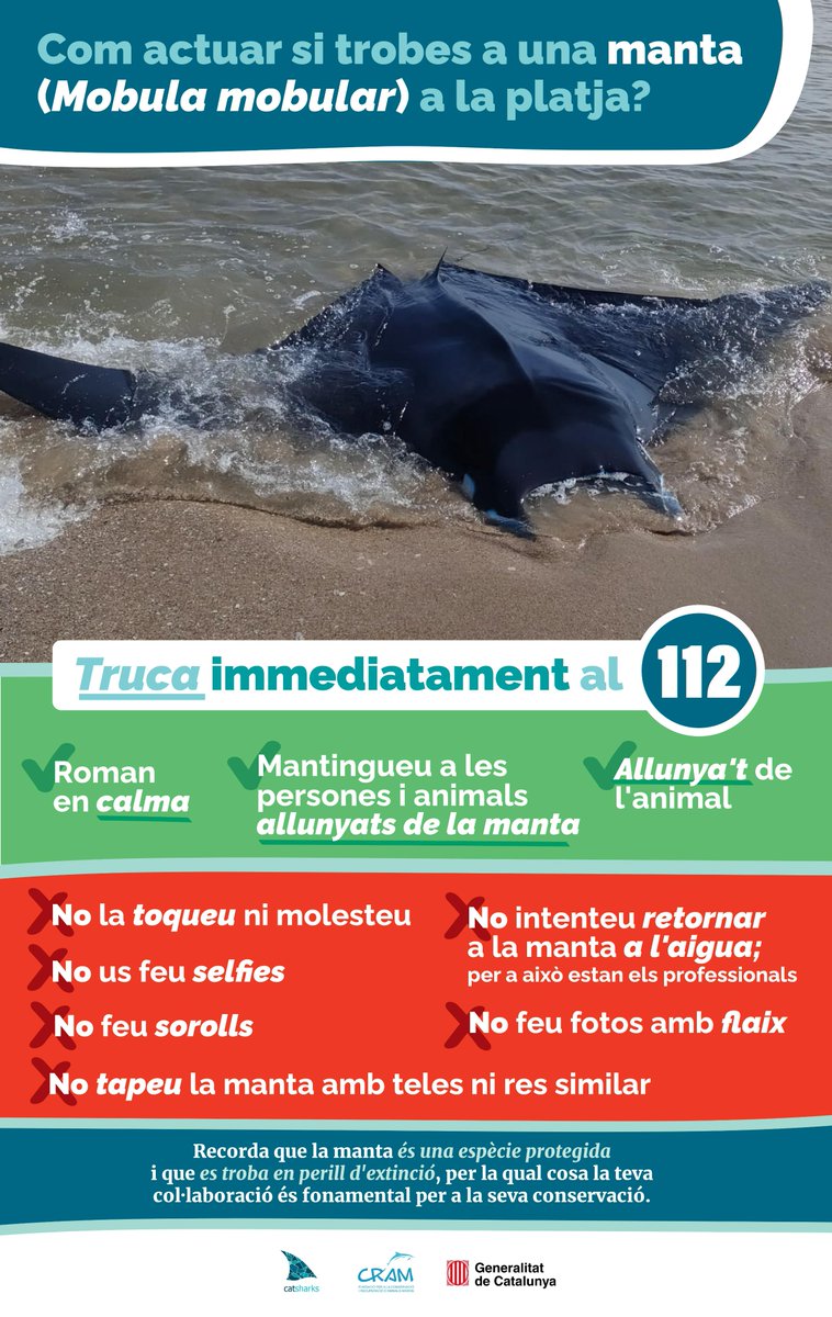 Catsharks tweet media