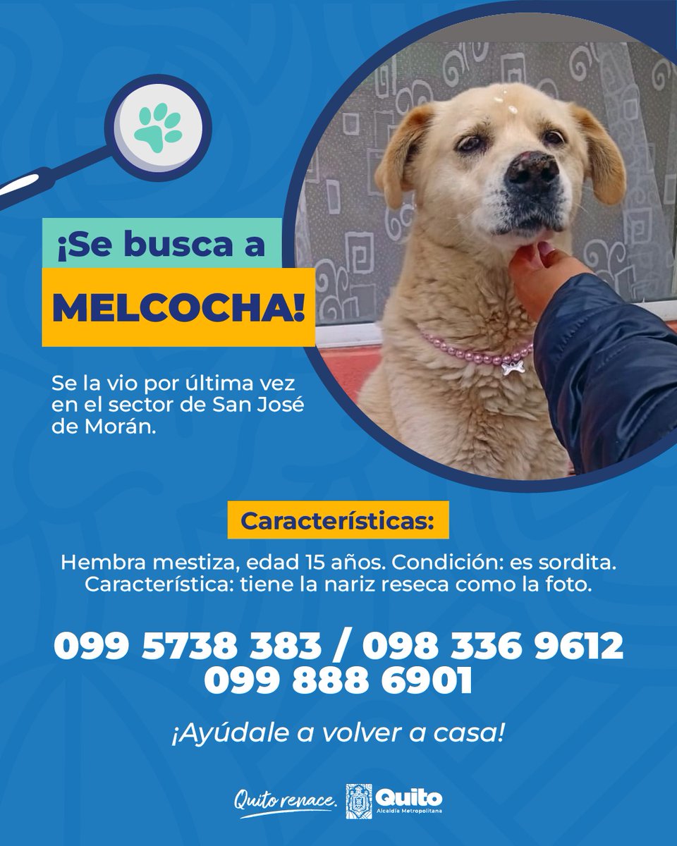📣 #AlertaMePerdí | Tu ayuda puede marcar la diferencia. ¡Únete a la búsqueda y comparte! Juntos podemos darle un final feliz 🏡.

#QuitoRenace
<a href="/pabelml/">Pabel Muñoz L.</a>