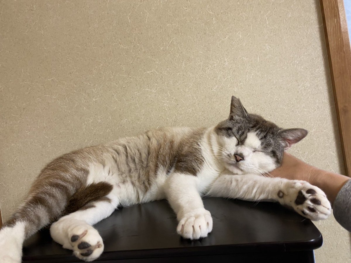 9lCso's tweet photo. 5月18日22:30頃、川越市安比奈新田付近で飼い猫がいなくなりました。

名前:ララ ♂ 
特徴:白・焦茶まだら、ブルーの目、右耳カット
種類:雑種
性格:臆病、よく鳴く
首輪:なし

どんな些細な情報でもかまいません。
見かけた方はDMでご連絡いただけると幸いです。

#迷い猫 #猫探しています #川越市 https://t.co/qItq86wHnq