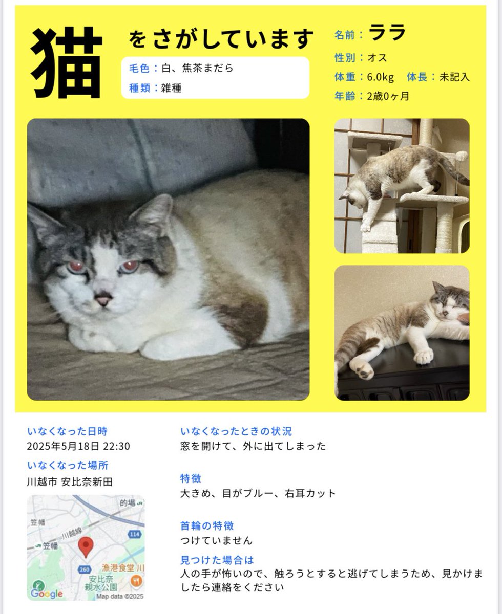 9lCso's tweet photo. 5月18日22:30頃、川越市安比奈新田付近で飼い猫がいなくなりました。

名前:ララ ♂ 
特徴:白・焦茶まだら、ブルーの目、右耳カット
種類:雑種
性格:臆病、よく鳴く
首輪:なし

どんな些細な情報でもかまいません。
見かけた方はDMでご連絡いただけると幸いです。

#迷い猫 #猫探しています #川越市 https://t.co/qItq86wHnq