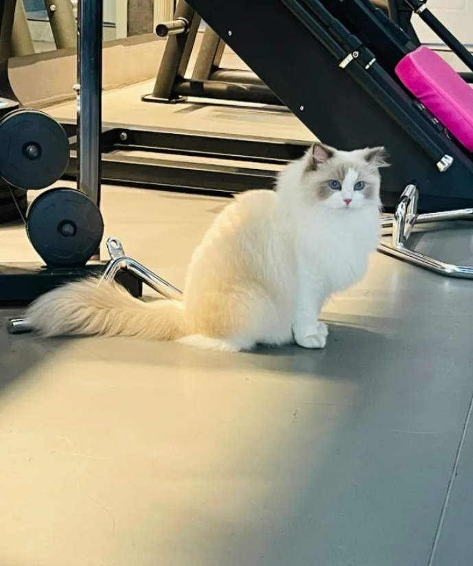 eli2134567's tweet photo. Fitness + cat play
During the long intervals between weightlifting, would you like to have a cute and soft kitten to accompany you?
#Fitness check-in
#Cat walk
#Fitness https://t.co/lnnVF7c5Dx