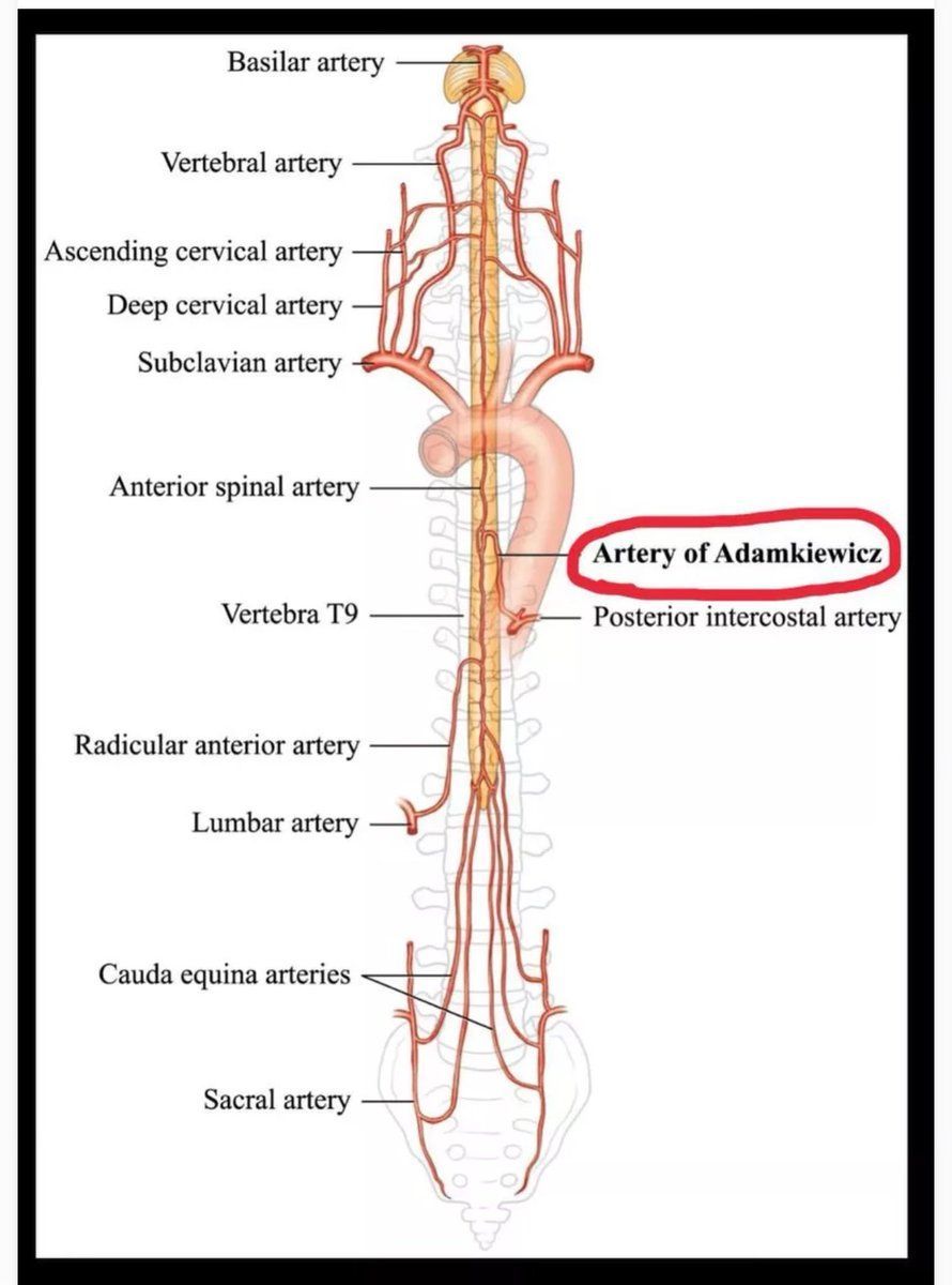 KhalilBaloch07's tweet photo. Arteries to Nerves 🩸 🧠 https://t.co/JVVGCvOY8H
