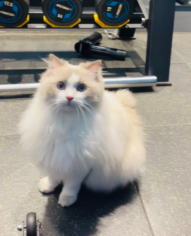 eli2134567's tweet photo. Fitness + cat play
During the long intervals between weightlifting, would you like to have a cute and soft kitten to accompany you?
#Fitness check-in
#Cat walk
#Fitness https://t.co/lnnVF7c5Dx