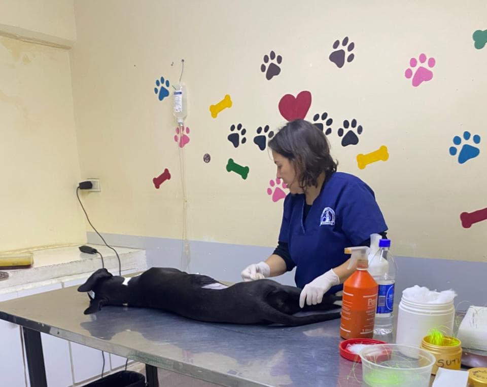 andreaferraciol's tweet photo. #Quirófanos #Castraciones 🐶🐱
🐈🐾 Te mostramos el trabajo diario en nuestros Quirófanos fijos y móviles #ControlPoblacional de animales para una #CiudadSaludable 🐾🏥
#PolíticaPública #SalubridadPública
#DejandoHuellas
@GiovanettL @MarianoGaidoOk @DDHH_RI_CI @munineuquen https://t.co/qhmPAPLtz7