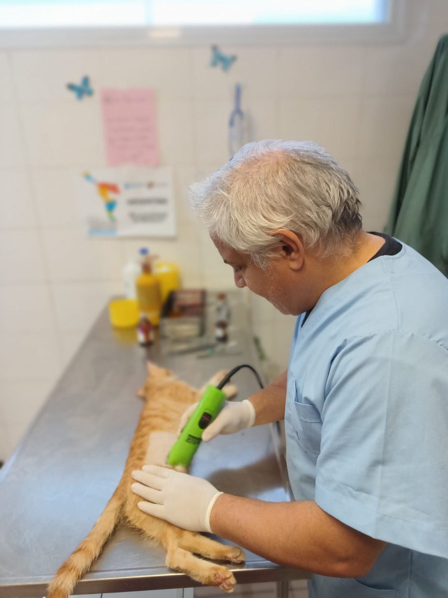 andreaferraciol's tweet photo. #Quirófanos #Castraciones 🐶🐱
🐈🐾 Te mostramos el trabajo diario en nuestros Quirófanos fijos y móviles #ControlPoblacional de animales para una #CiudadSaludable 🐾🏥
#PolíticaPública #SalubridadPública
#DejandoHuellas
@GiovanettL @MarianoGaidoOk @DDHH_RI_CI @munineuquen https://t.co/qhmPAPLtz7