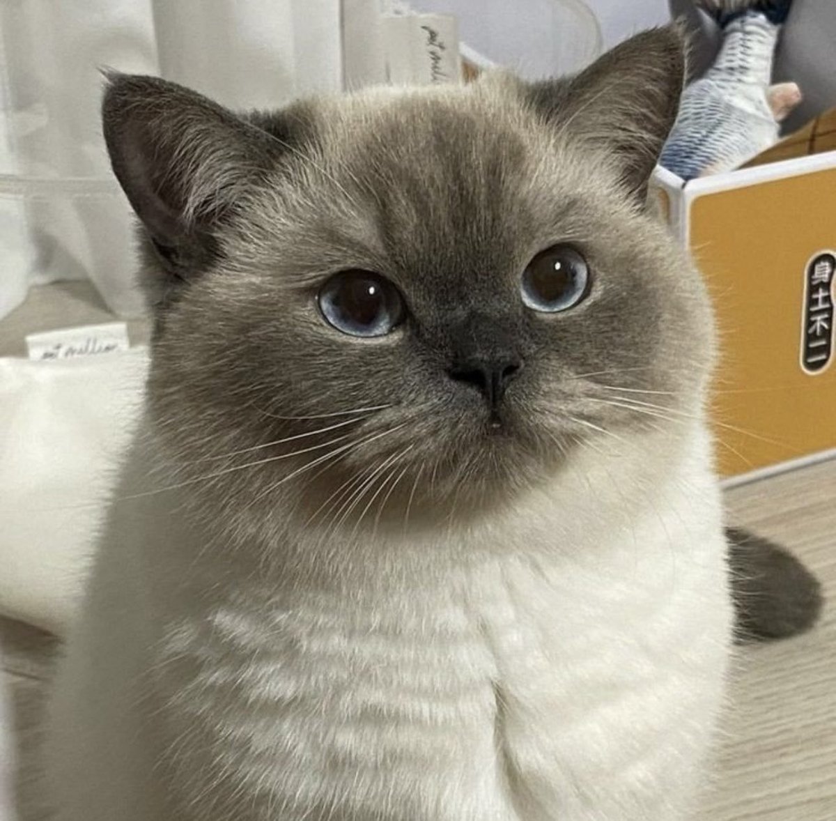 TheCatsX's tweet photo. My two mood https://t.co/EwbEBTw2GN