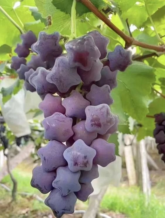 heart_jpg's tweet photo. star shaped grapes https://t.co/tyikMtsjRs