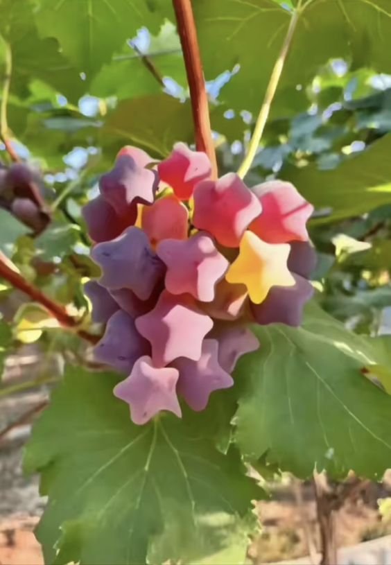 heart_jpg's tweet photo. star shaped grapes https://t.co/tyikMtsjRs